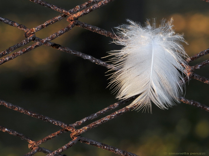 I colori dell''Inverno....